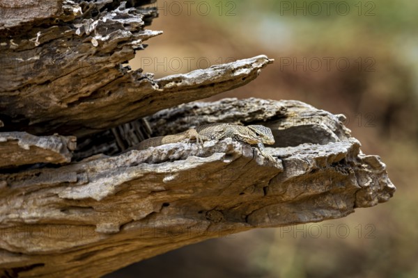 Lizard in camouflage on a tree trunk in a natural environment, dwarf mulga dragon (Varanus gilleni)