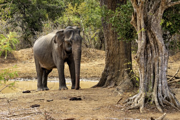 An elephant leans against a tree in the forest, the ground is dry and the elephant appears calm in