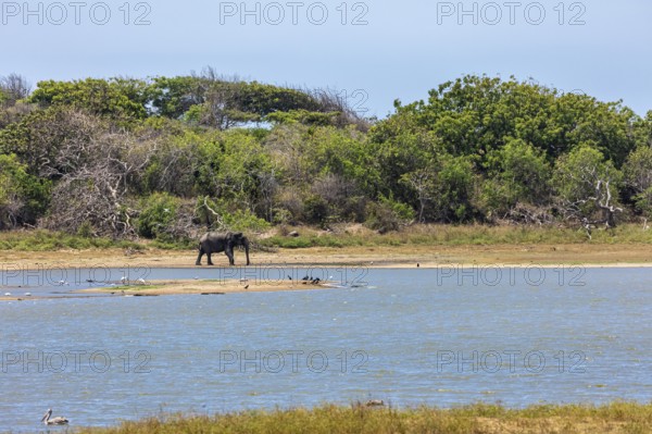 An elephant stands alone at the edge of a waterhole, surrounded by lush trees and bushes under a