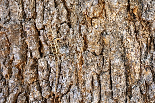 A lizard camouflages itself on brown, textured tree bark, Oriental garden agama (Calotes