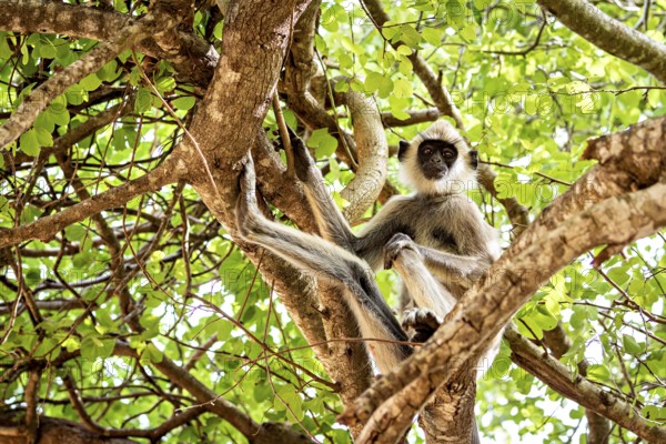 A monkey sits in a tree full of green leaves, surrounded by strong branches. The scene appears