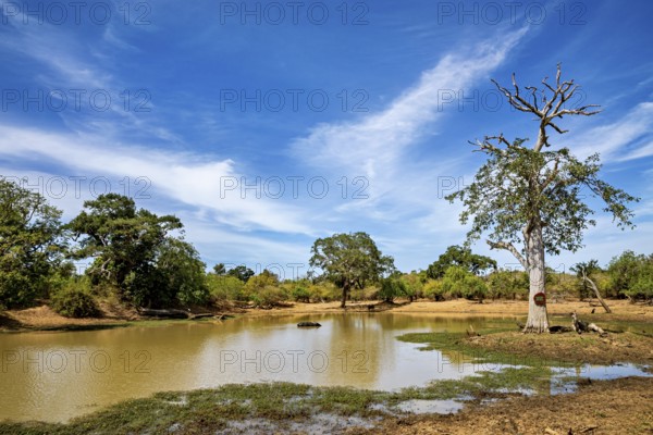 A quiet pond surrounded by green trees, under a blue sky with some clouds, the scenery of Sri