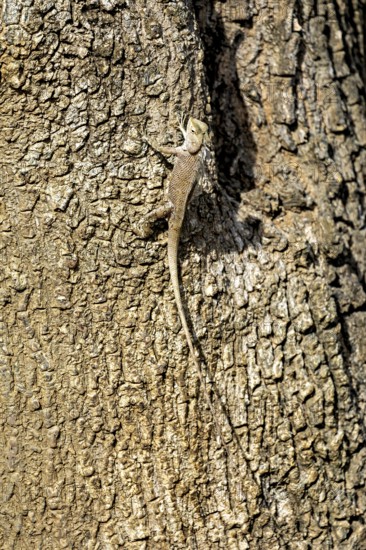 Lizard on tree bark, perfectly camouflaged, basking in the light, Oriental garden agama (Calotes