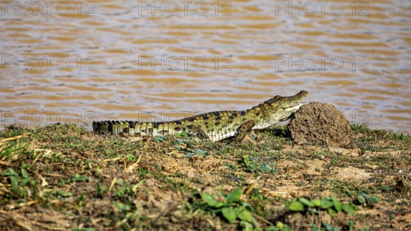 A crocodile lies on the river bank next to a sandy hill under the sun, swamp crocodile in Yala