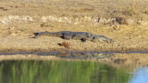 A crocodile rests on the bank of a water body under the sun, with green reflections in the water,
