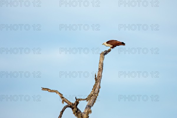 An eagle resting on a branch against a clear blue sky, A Brahmin harrier (Haliastur indus) in Sri