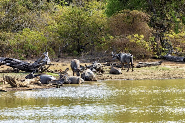 Buffaloes resting by the water, surrounded by green trees, a peaceful nature scene, water buffaloes