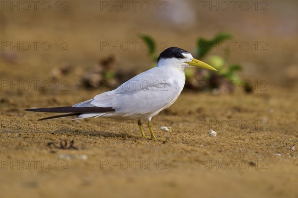 A yellow-billed tern on sandy ground, surrounded by a little green vegetation, Large-billed Tern