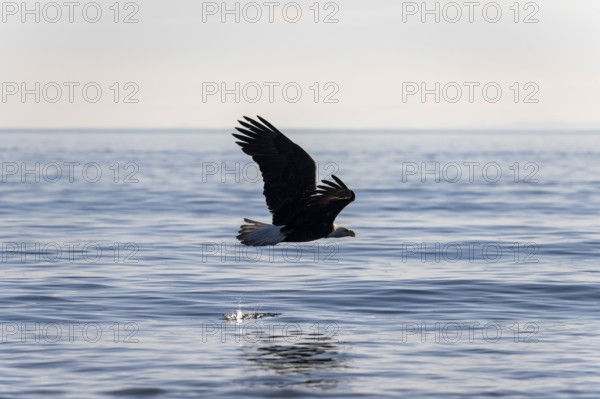 Bald eagle (Haliaeetus leucocephalus) in flight over the sea, Anchor Point at Cook Inlet, Anchor