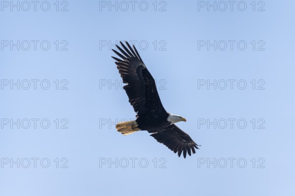 Bald eagle (Haliaeetus leucocephalus) in flight, Anchor Point at Cook Inlet, Anchor River State