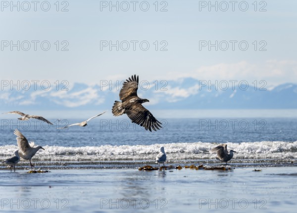 Bald eagle (Haliaeetus leucocephalus) in flight, Anchor Point at Cook Inlet, white mountain peaks