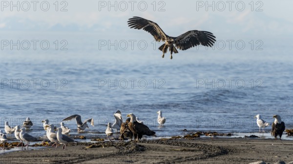 Bald eagle (Haliaeetus leucocephalus) landing on the beach next to gulls and eagles, Anchor Point