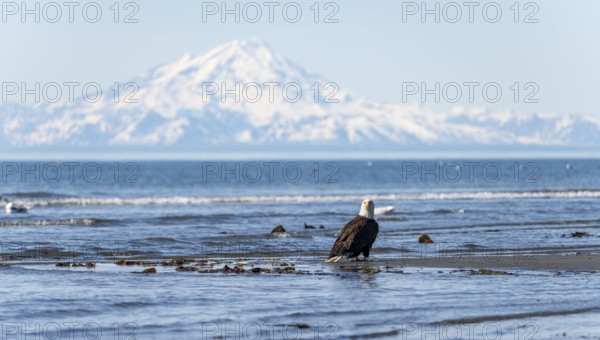 Bald eagle (Haliaeetus leucocephalus) sitting on the beach, Anchor Point at Cook Inlet, behind