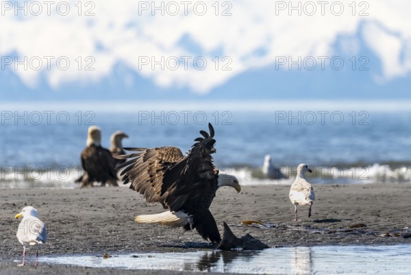 Bald eagle (Haliaeetus leucocephalus) landing on the beach with prey, Anchor Point at Cook Inlet,