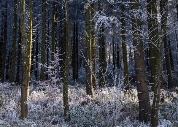 Wintery forest with hoarfrost on Königstuhl mountain, Rhein-Neckar district, Baden-Württemberg,