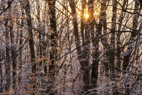 Wintery forest with hoarfrost on Königstuhl mountain, evening light, sunset, Rhein-Neckar district,