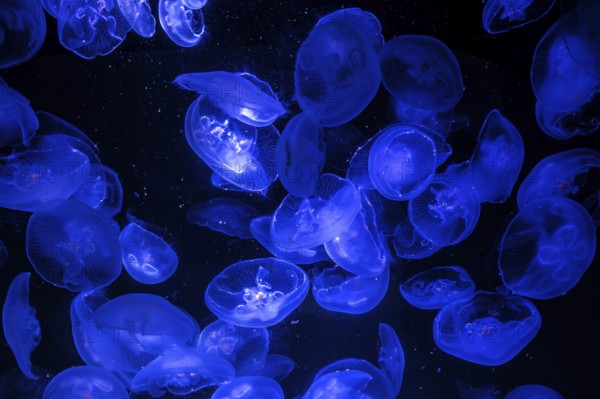 Jellyfish, moon jellyfish (Aurelia aurita) in the Ozeaneum, Hanseatic city of Stralsund,