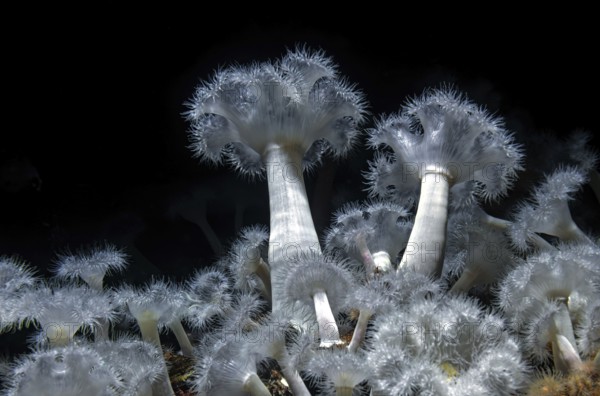 Sea anemone (Metridium senile), Ozeaneum, Hanseatic City of Stralsund, Mecklenburg-Western
