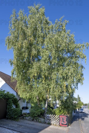 Fifty-year-old birch (Betula) in the front garden of a housing estate, Eckental, Middle Franconia,