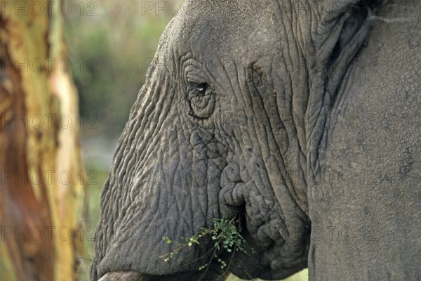 Elephant (Loxodonta africana), Serengeti, Tanzania, Africa, June 2000, vintage, retro, old,