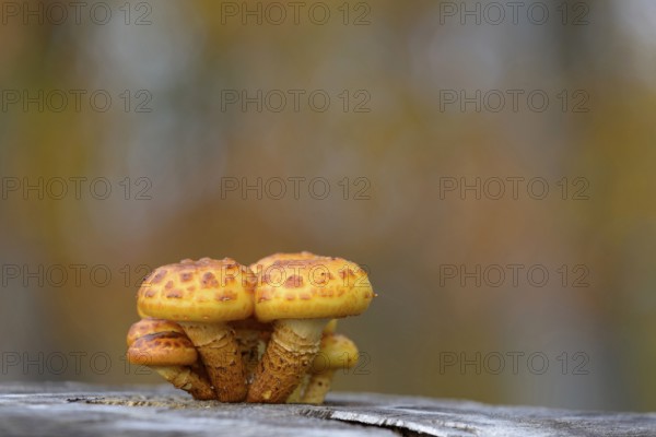 Goldfell-Schüppling (Pholiota aurivella) in autumn forest, Arnsberg Forest nature park Park, North