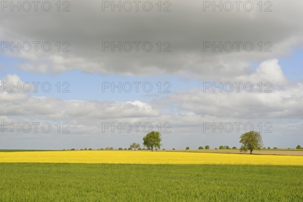 Deciduous trees, row of trees in the field landscape, green grain field and flowering rape field