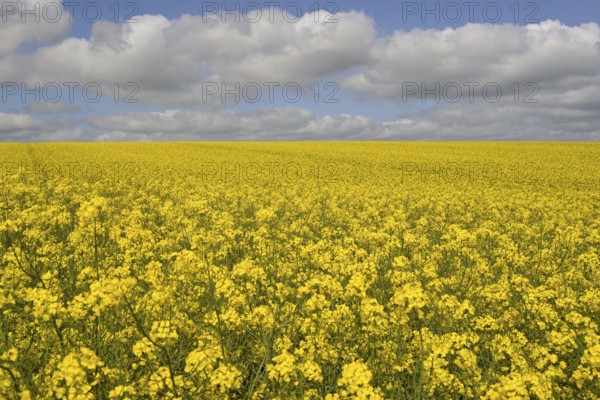 Rapeseed (Brassica napus), flowering rapeseed field, blue cloudy sky, North Rhine-Westphalia,