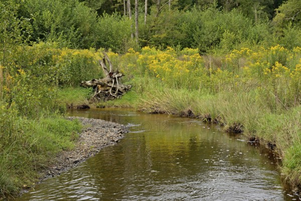 Forest stream in the Arnsberg Forest, goldenrod (Solidago) spreading along the bank,