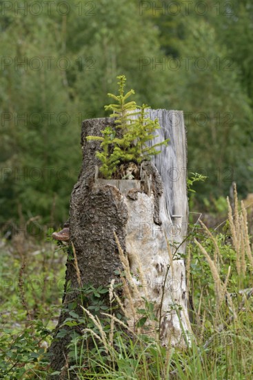 Spruce (Picea abies), young trees growing on a sawn-off and rotten spruce trunk, natural