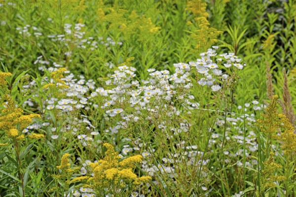 Erigeron annuus (Erigeron annuus) and goldenrod (Solidago) in bloom, Arnsberg Forest nature park