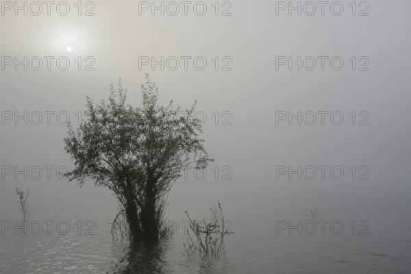 Hennesee, willows (Salix) in the lake, morning sun shining through the dense fog, Hennetalsperre,