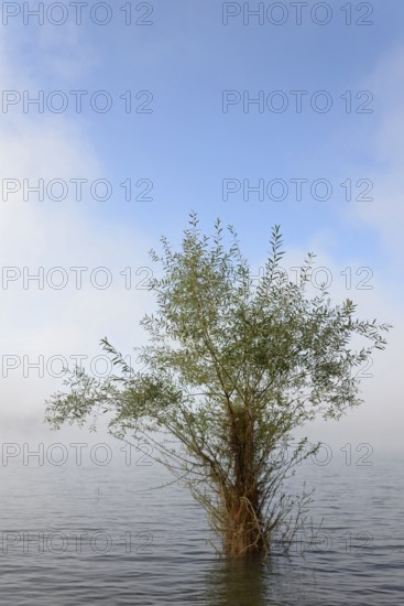 Hennesee, willow (Salix) in the lake, rising fog, blue sky, Hennetalsperre, Naturpark