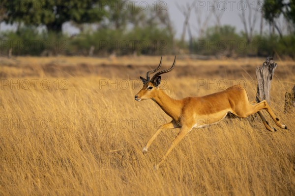 Impala (Aepyceros melampus) male jumping, running, on the run, Xakanaxa, Okavango Delta, Moremi