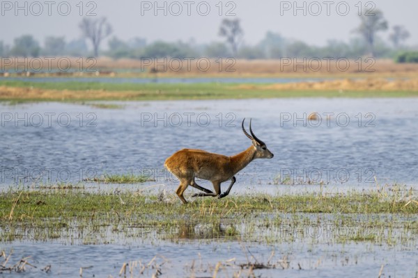 Letschwe or lychee moor antelope (Kobus leche), adult male, Xakanaxa, Okavango Delta, Moremi Game
