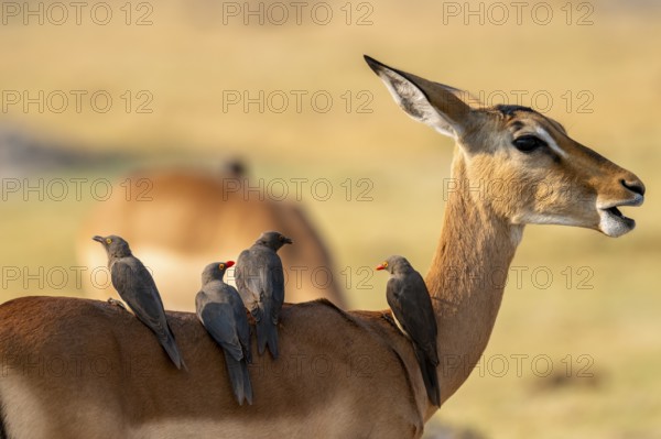 Impala (Aepyceros melampus) and red-billed oxpecker (Buphagus africanus), Xakanaxa, Okavango Delta,