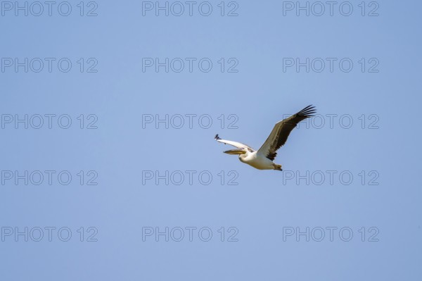 Pink pelican (Pelecanus onocrotalus) in flight, on the Kavango River, Namibia