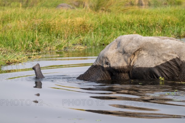 African elephant (Loxodonta africana) swimming in the swamp, Xakanaxa Lagoon, Okavango Delta,