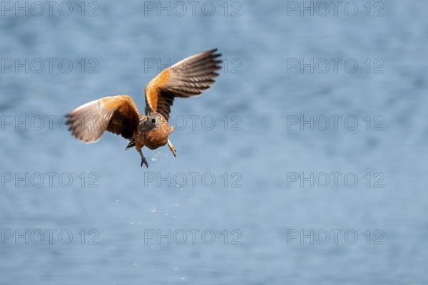 Burchell's sandgrouse (Pterocles burchelli) in flight, Savuti, Chobe Nationalpark, Botswana