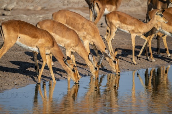 Impala (Aepyceros melampus) drinking at a waterhole, reflection, Savuti, Chobe National Park,