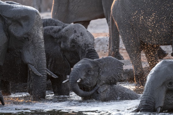 Herd of elephants, African elephant (Loxodonta africana) at the waterhole, sunset, Savuti, Chobe