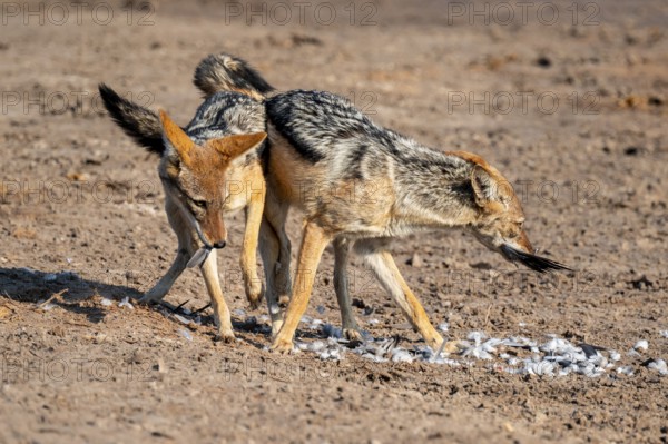 Two black-backed jackals (Lupulella mesomelas) hunting a pigeon, Savuti, Chobe National Park,