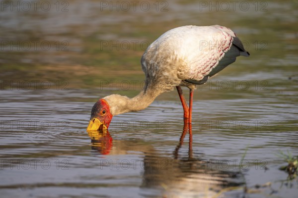 Glutton (Mycteria ibis) in the water foraging on the Chobe River, Ihaha, Chobe National Park,