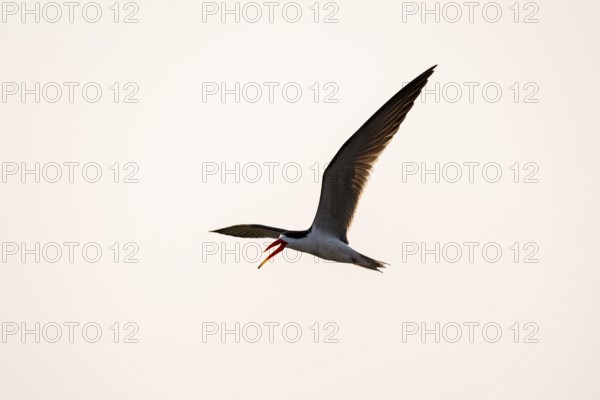African Skimmer (Rynchops flavirostris), African Skimmer in flight, Ihaha, Chobe National Park,