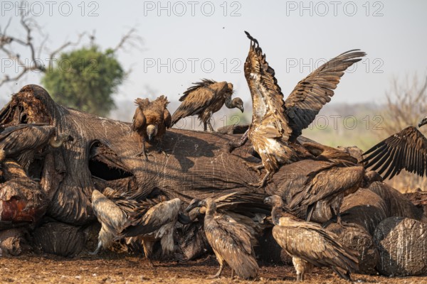 Many white-backed vultures (Gyps africanus), vultures feeding on the carcass of an elephant,