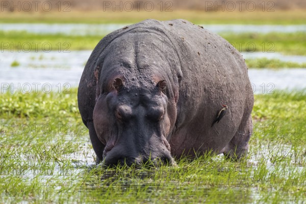 Hippopotamus (Hippopatamus amphibius) grazing, Xakanaxa, Okavango Delta, Moremi Game Reserve,