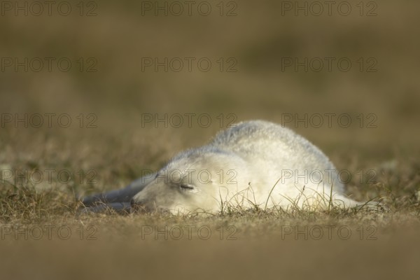 Grey seal (Halichoerus grypus) juvenile baby pup animal resting on a sand dune on a beach in