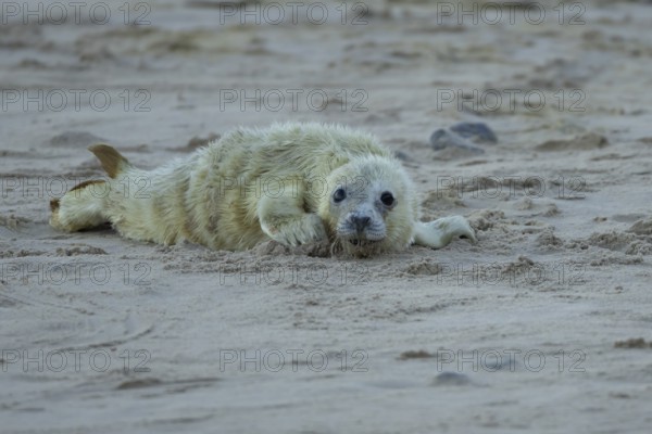 Grey seal (Halichoerus grypus) juvenile baby pup animal resting on a sandy beach in winter,