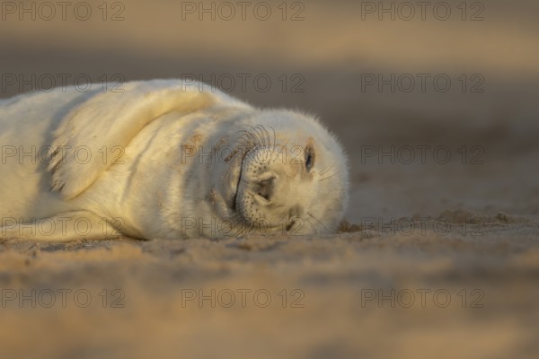 Grey seal (Halichoerus grypus) juvenile baby pup animal sleeping on a sand dune on a beach in