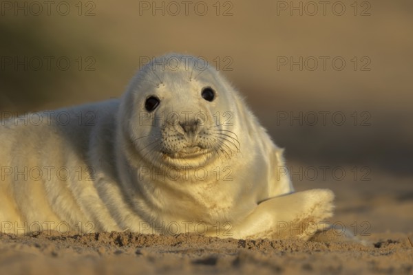 Grey seal (Halichoerus grypus) juvenile baby pup animal resting in a sand dune by a beach in