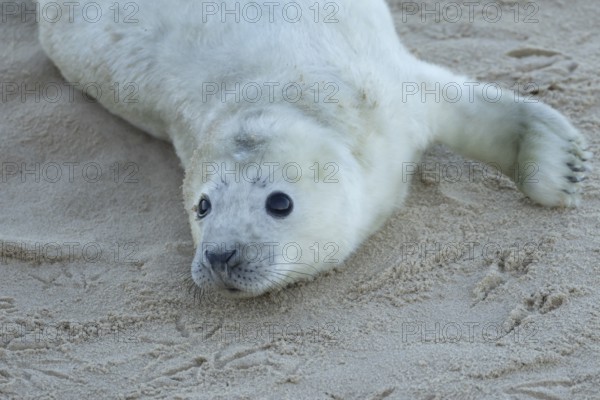 Grey seal (Halichoerus grypus) juvenile baby pup animal resting on a sandy beach in winter,